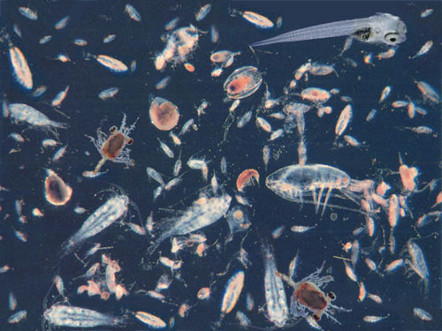 Marine Sea Creatures Through Marine Biology Zooplankton Marine Sea Creatures Through Marine Biology Zooplankton