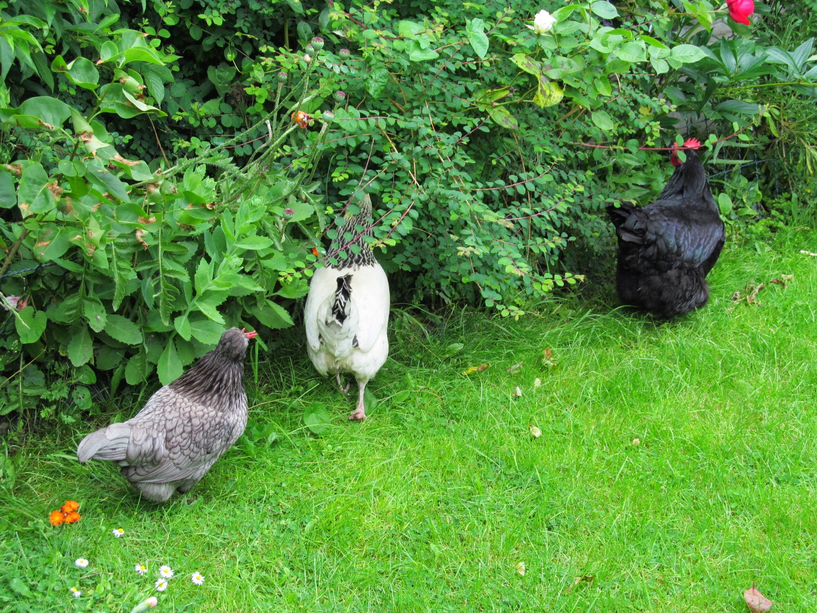 Chickens in the garden