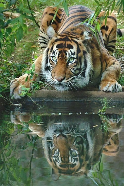 Tiger by The Stream | A1 Pictures