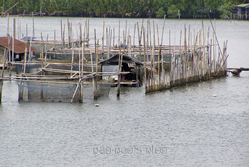 BaoBao's Blog Trip Report, Part 29 Oyster Farming In Chantaburi
