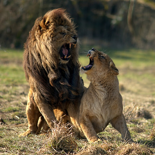 Animals World Fighting of Lion and Tiger