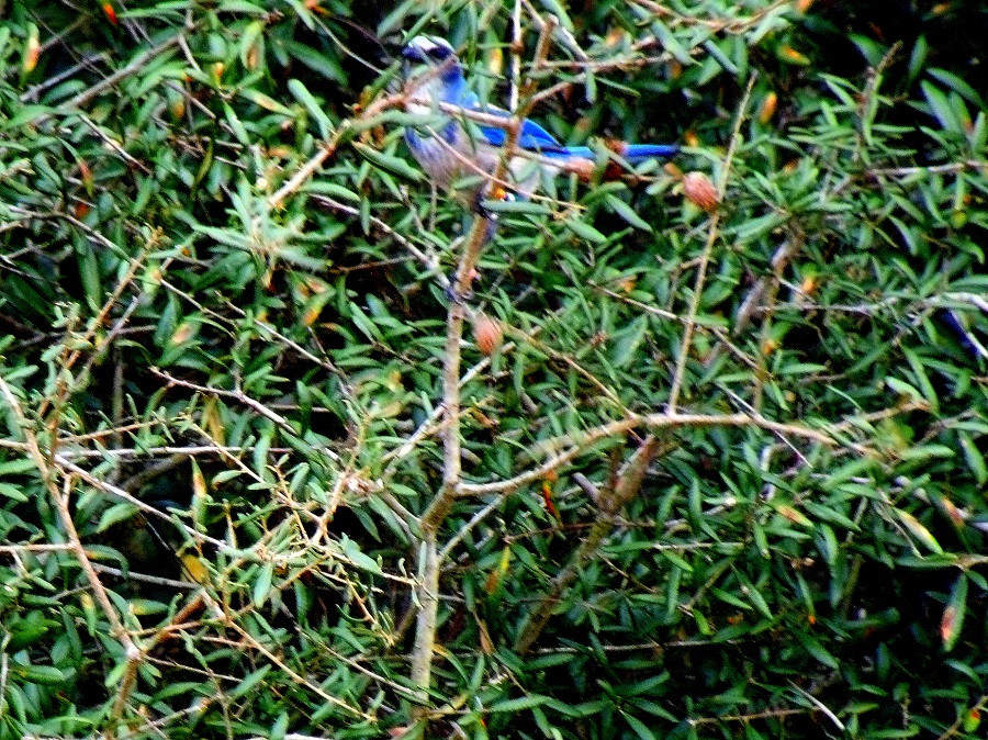 Scrub Jay Scrub Jay
