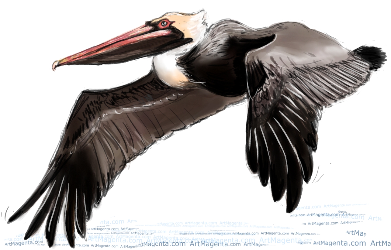 Birds: Pelicans