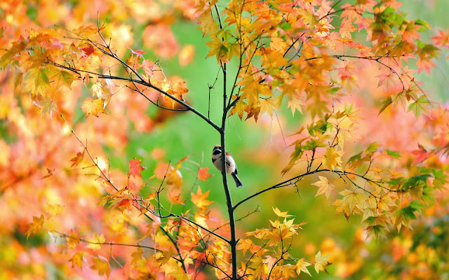 Autumn Tree And Pretty Bird