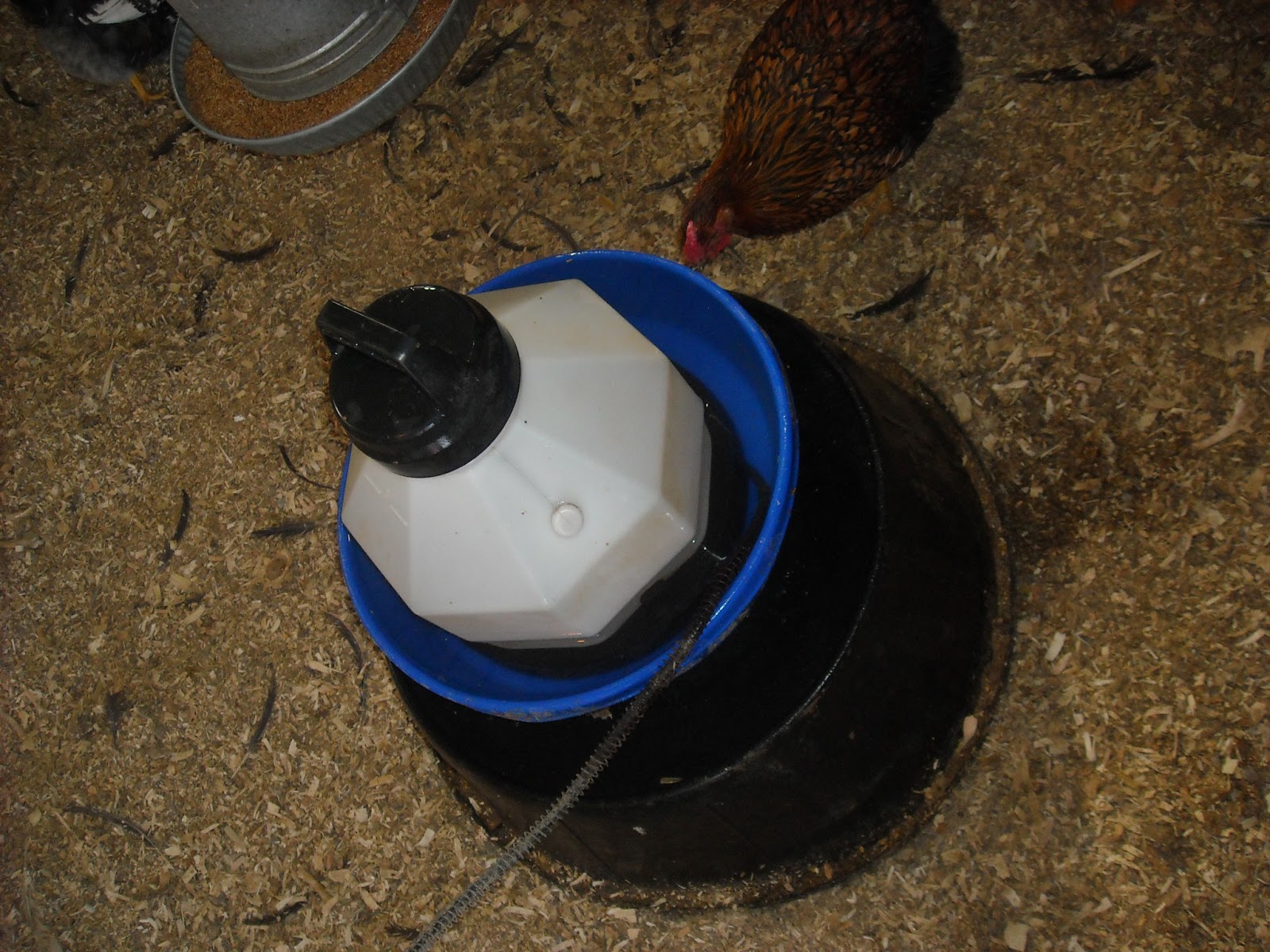 Homemade Chicken Water Heater