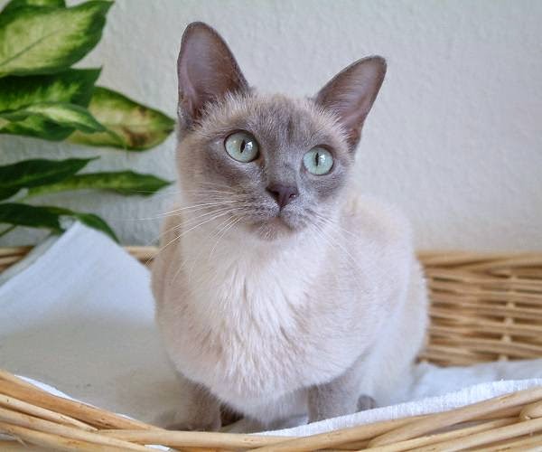 Pet's We Love Top 5 of the Most Affectionate Cat Breeds