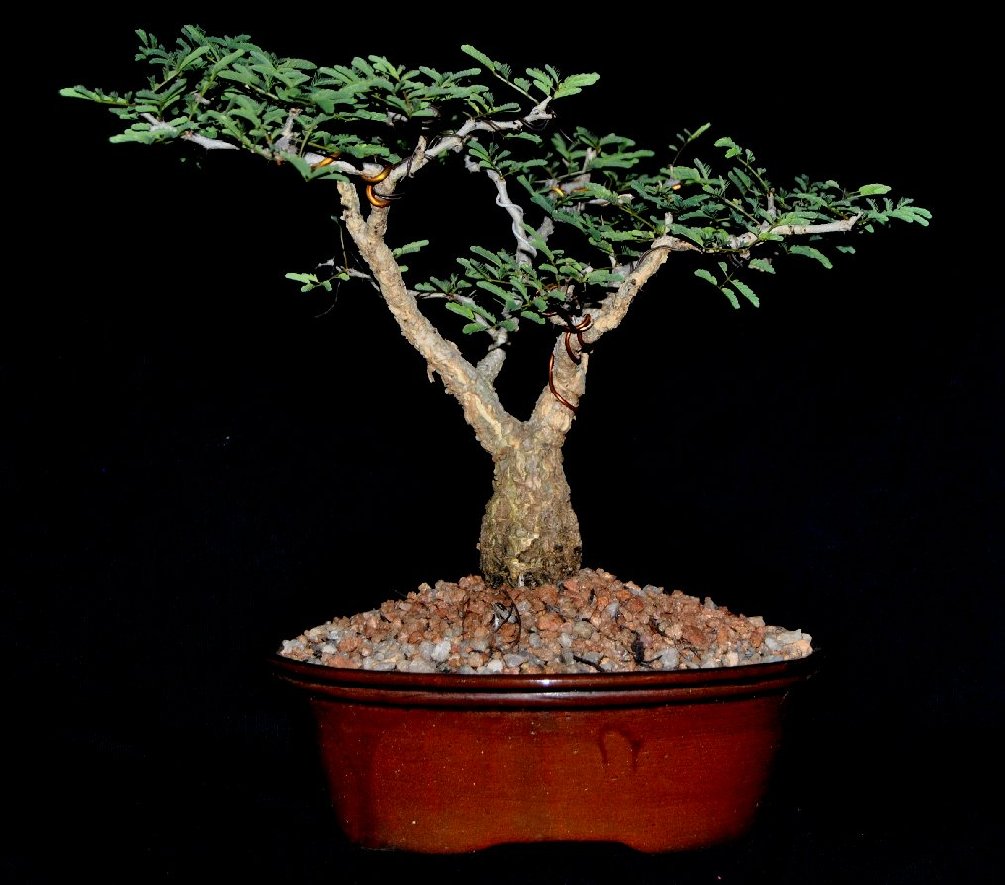 Acacia Bonsai Africa39s Pride LENNARD39S BONSAI BEGINNINGS Acacia Bonsai Africa39s Pride LENNARD39S BONSAI BEGINNINGS