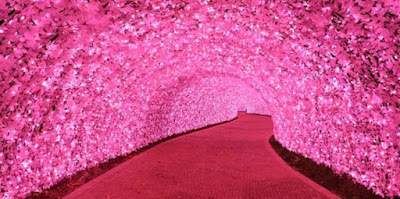 5 Terowongan Pohon Paling Menakjubkan di Jepang5 5 Terowongan Pohon Paling Menakjubkan di Jepang