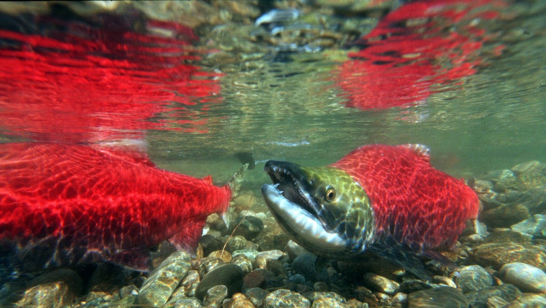 DOGWOOD Dead and dying salmon in Pacific Northwest