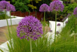 plante decorative plante decorative pentru amenajarea gradinii