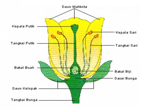 Kimeni�s Blog: Struktur Bunga