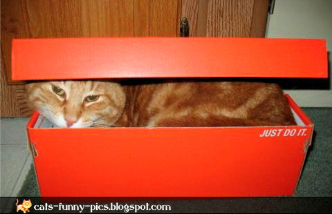 Funny cat in a box