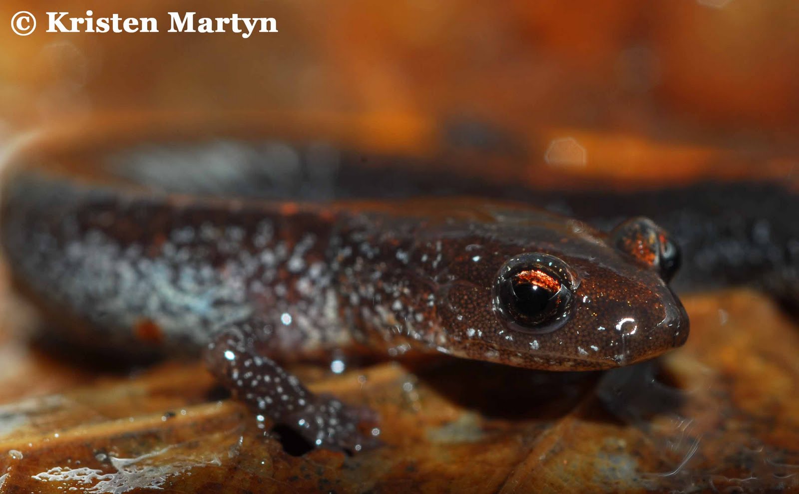 Salamanders of the Appalachians Nature Notes Blog