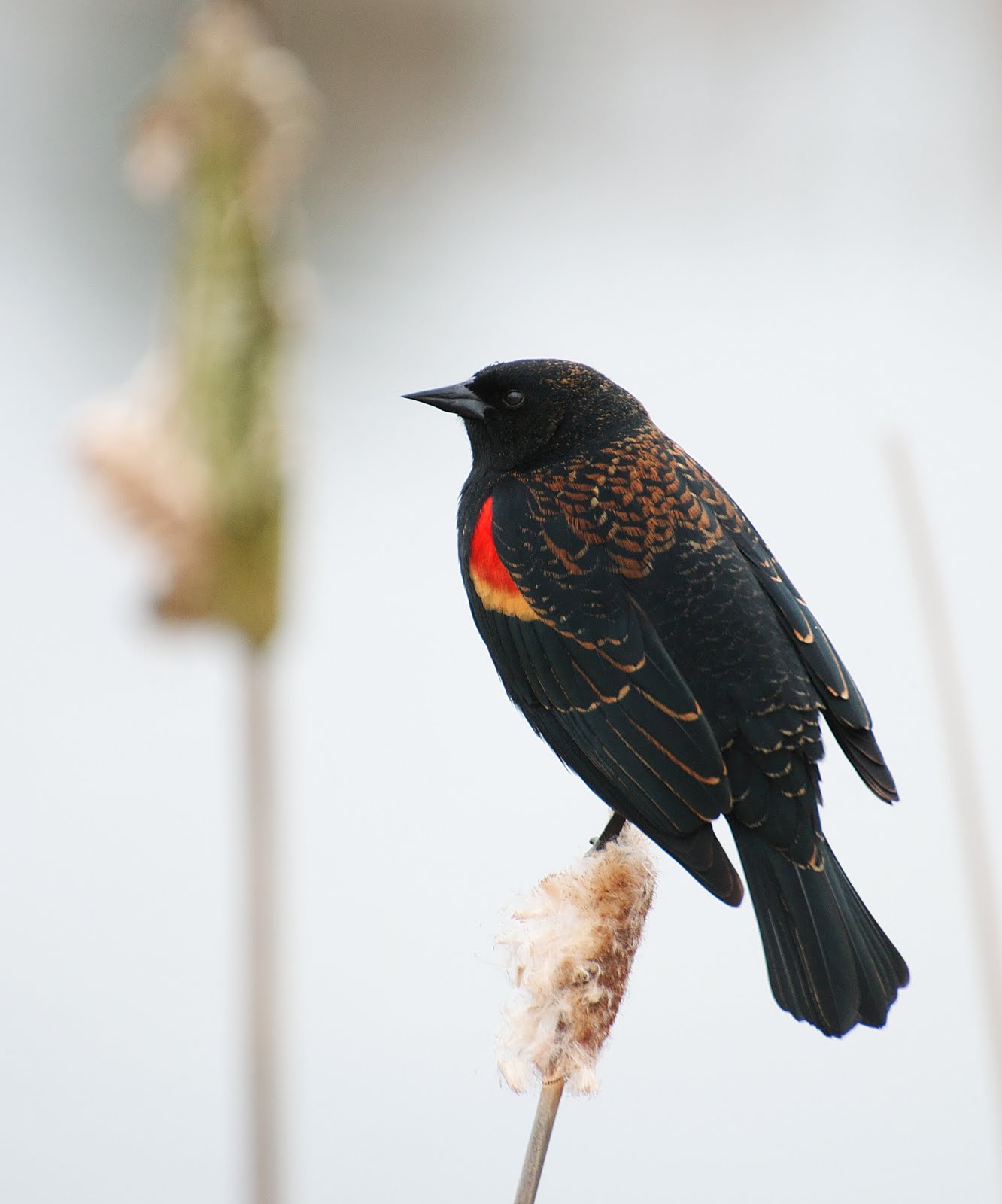 NW Bird Blog Redwinged Blackbird