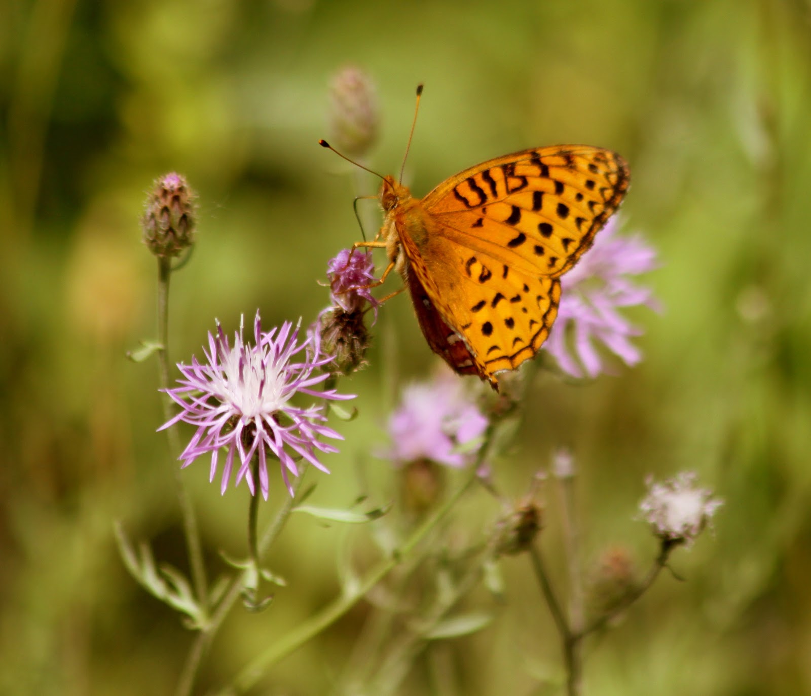 The Retirement Chronicles Butterflies, Blooms, Bees and Blueberries!