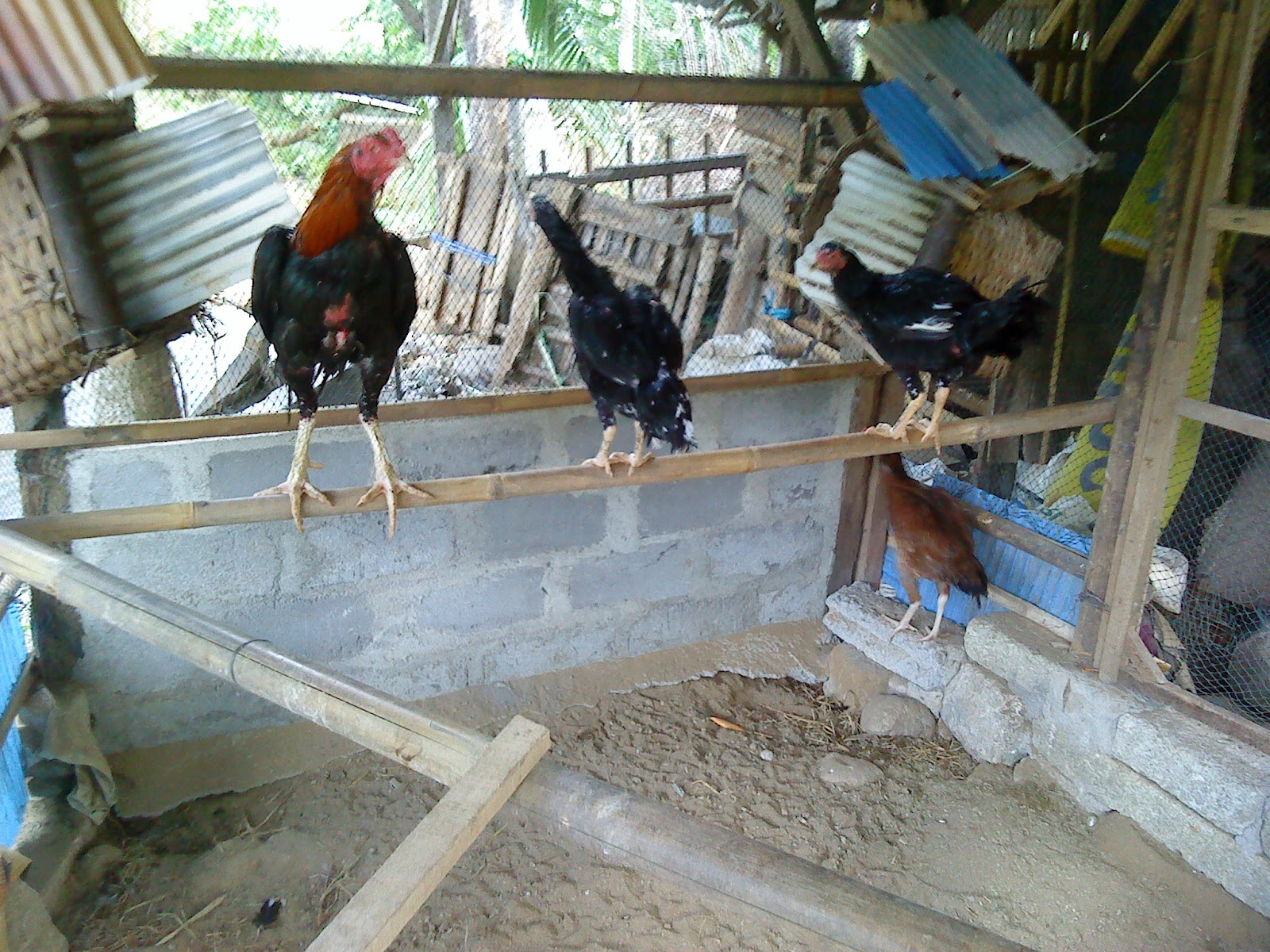 Download Gambar Ayam Jago Lucu - Koleksi Gambar HD