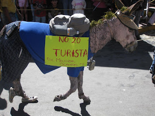 Funny Donkey Dressed Up