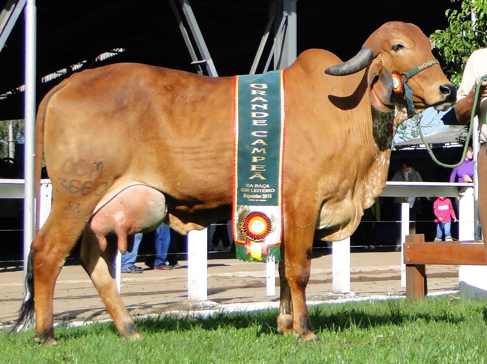 Grandes Campeões da Expointer