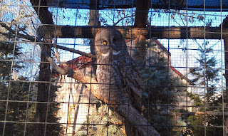 An Owl at the Tracy Aviary