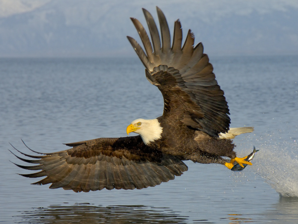 http://4.bp.blogspot.com/-dpWdHDU_LMg/UOMocnWYJEI/AAAAAAAAGhs/FERaQqy9ZdM/s1600/Bald-Eagle-HD_Wallpapers-2012+01.jpg