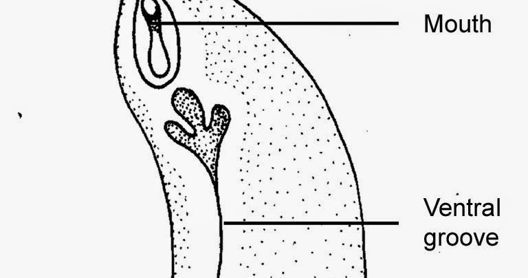 Phylum Mollusca: Mollusca