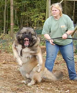Caucasian Shepherd