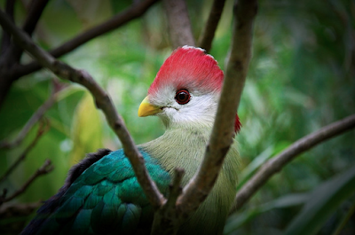 Red-crested Turacos, Tauraco erythrolophus