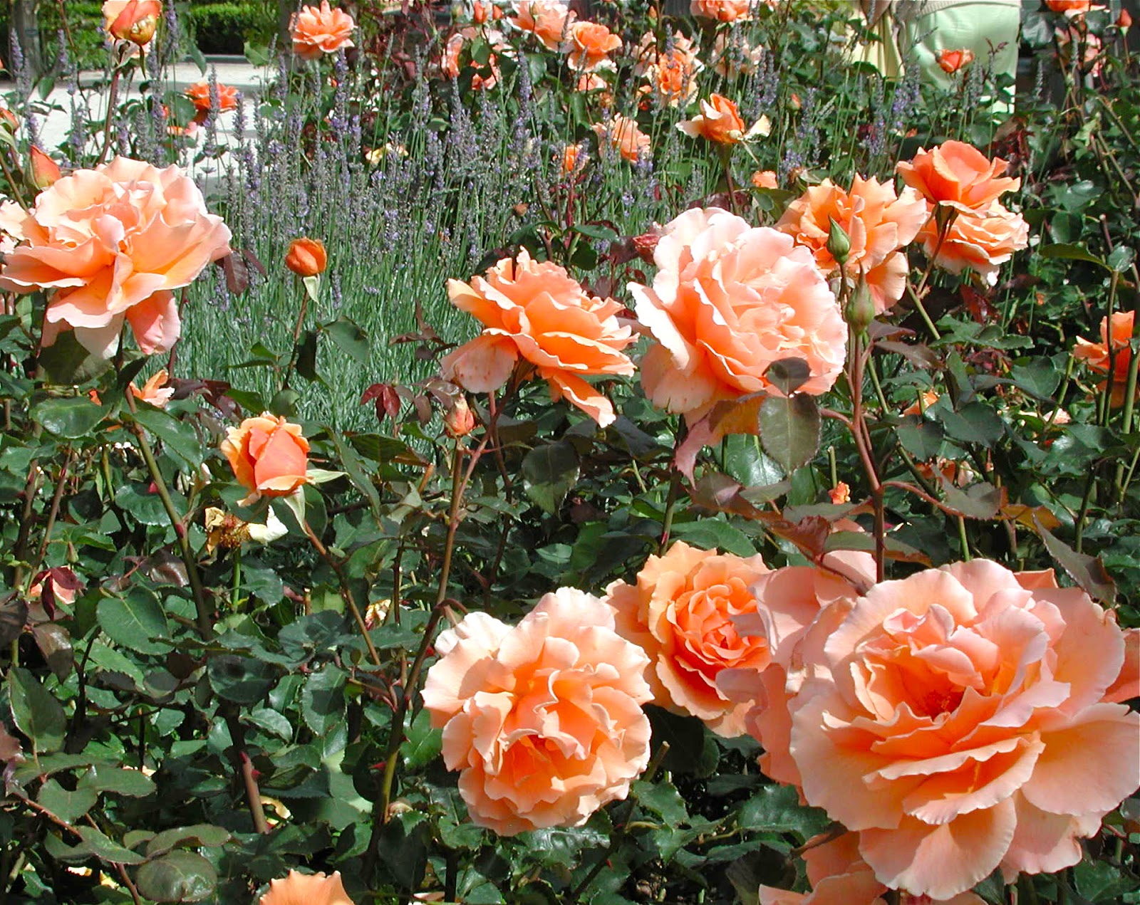 Off with their heads! (When and how to prune roses.) The Dirt Diaries