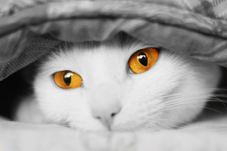 Most Beautiful Photos Cats