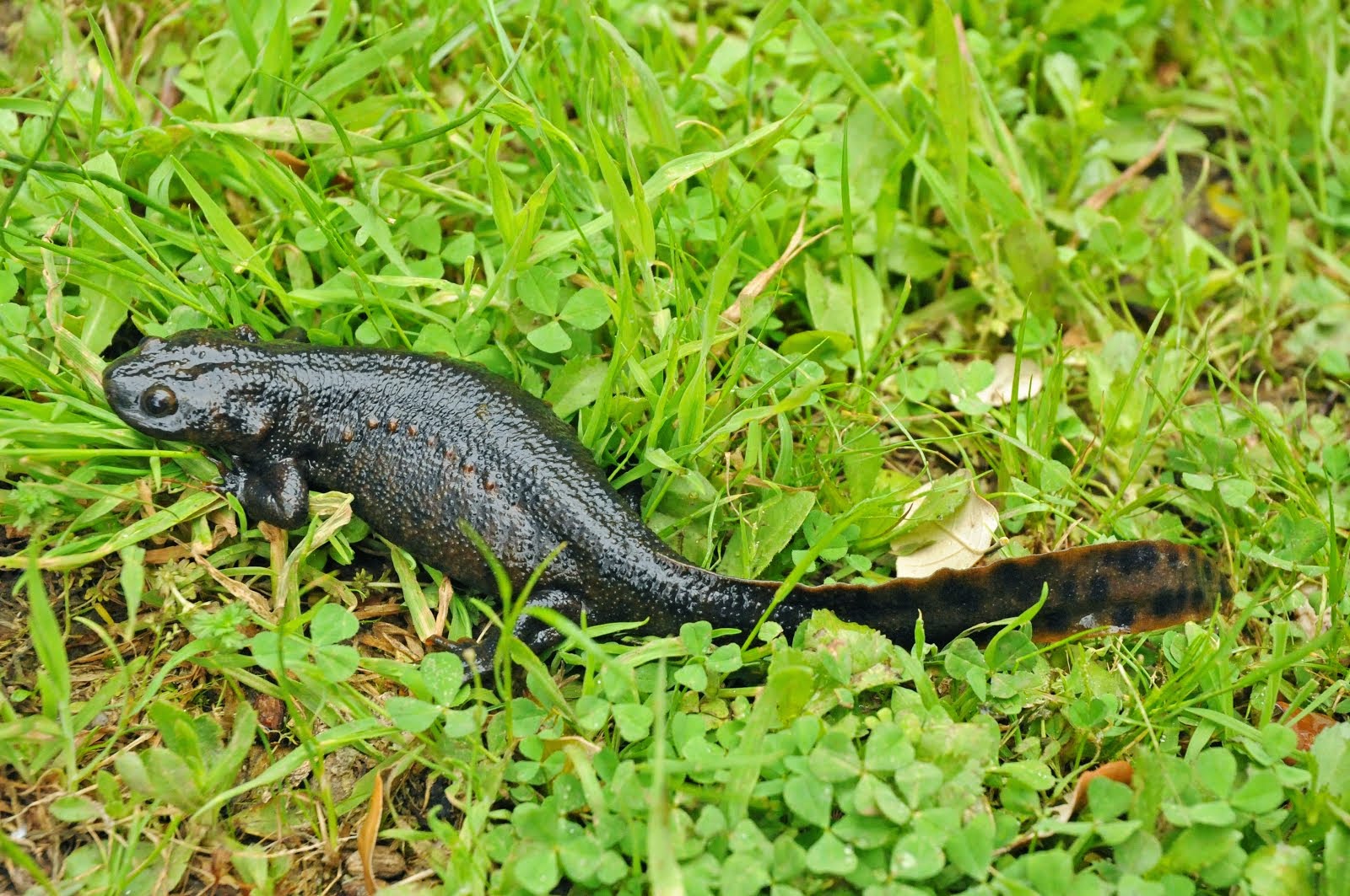 Gallipato (Pleurodeles waltl)