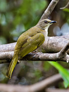 Burung merbah belukar/cucak belukar suara Burung merbah belukar/cucak belukar mp3