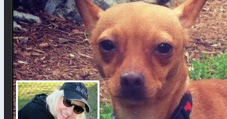 How Many Service Dogs Are Registered In Florida How Many Service Dogs Are Registered In Florida