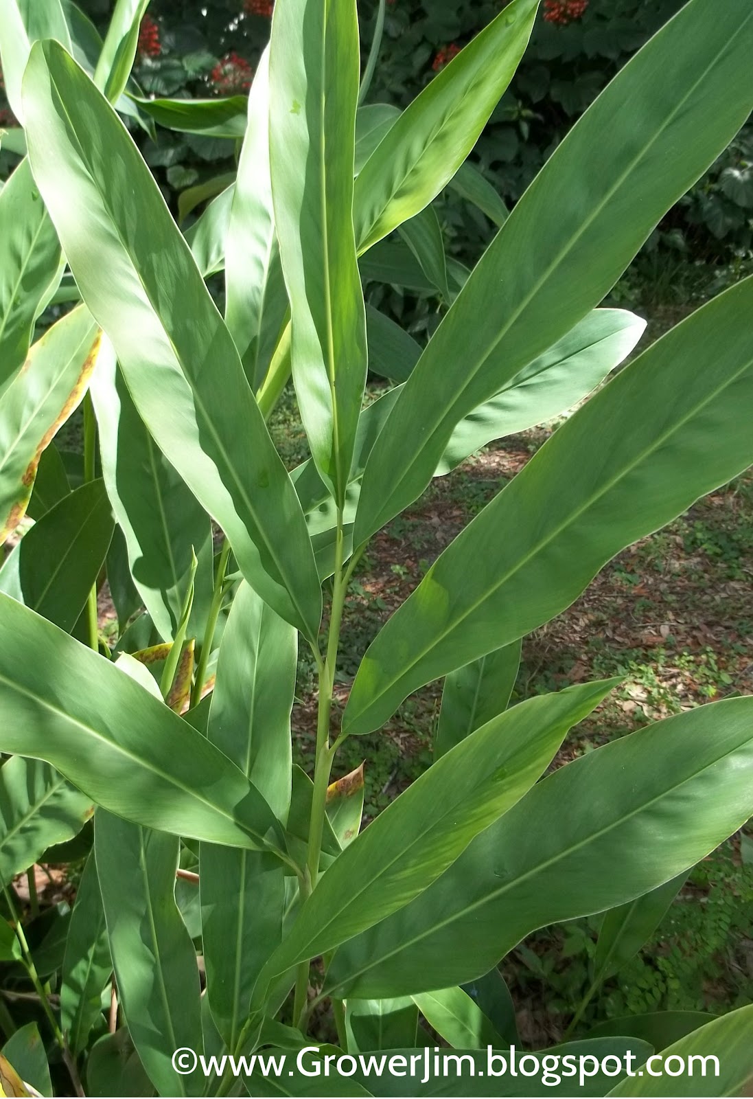 Garden Adventures Alpinia galanga