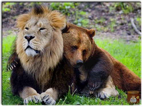 bear+lion.jpg