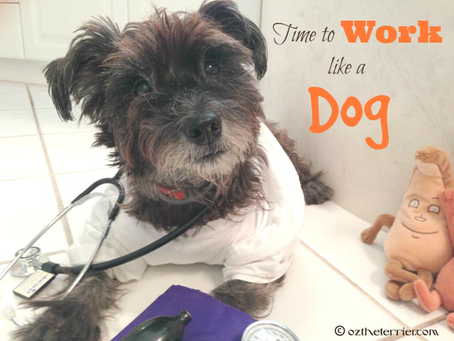 If My Dog Had a Job he'd be Dr. Oz the Terrier - National Work Like a Dog Day