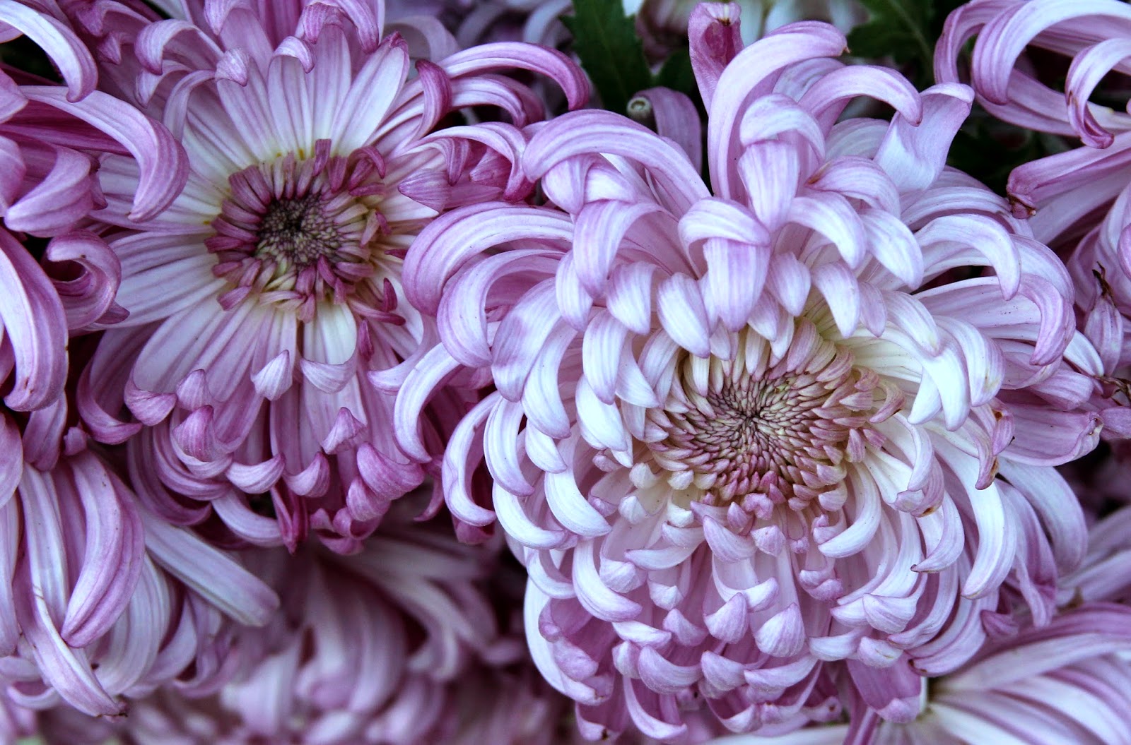 CHRYSANTHEMUMS Longlasting in the vase for fall arrangements