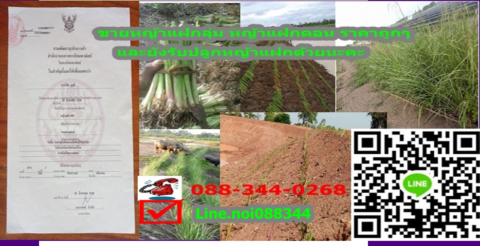 ขายหญ้าแฝก แก้ปัญหาดินพังทลาย  25สต.0883440268 พันธุ์พระราชทาน จัดส่งทั่วไทย