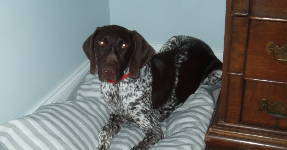 owen's olivia Simple Pillowcase Dog Bed {Tutorial}