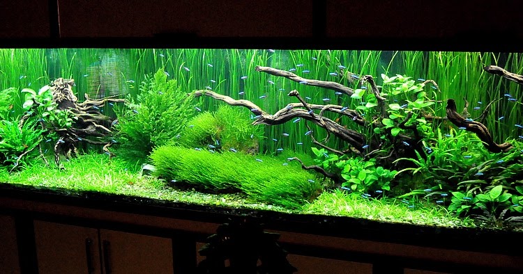 Plante En Decoration Dans Un Aquarium Plante En Decoration Dans Un Aquarium