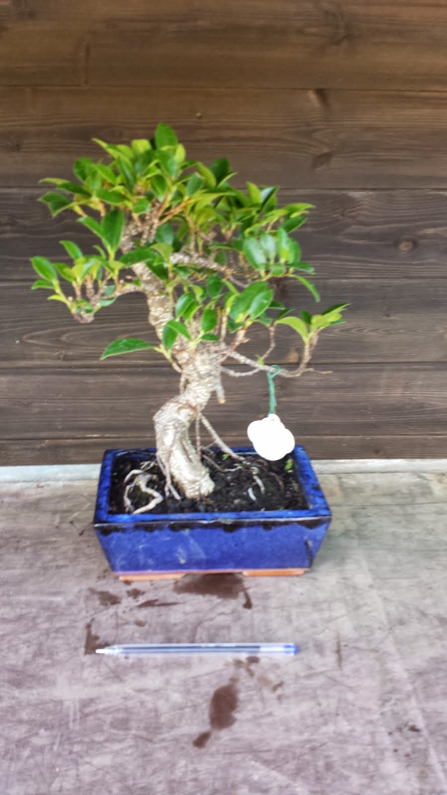 ficus ann18 € 35,00