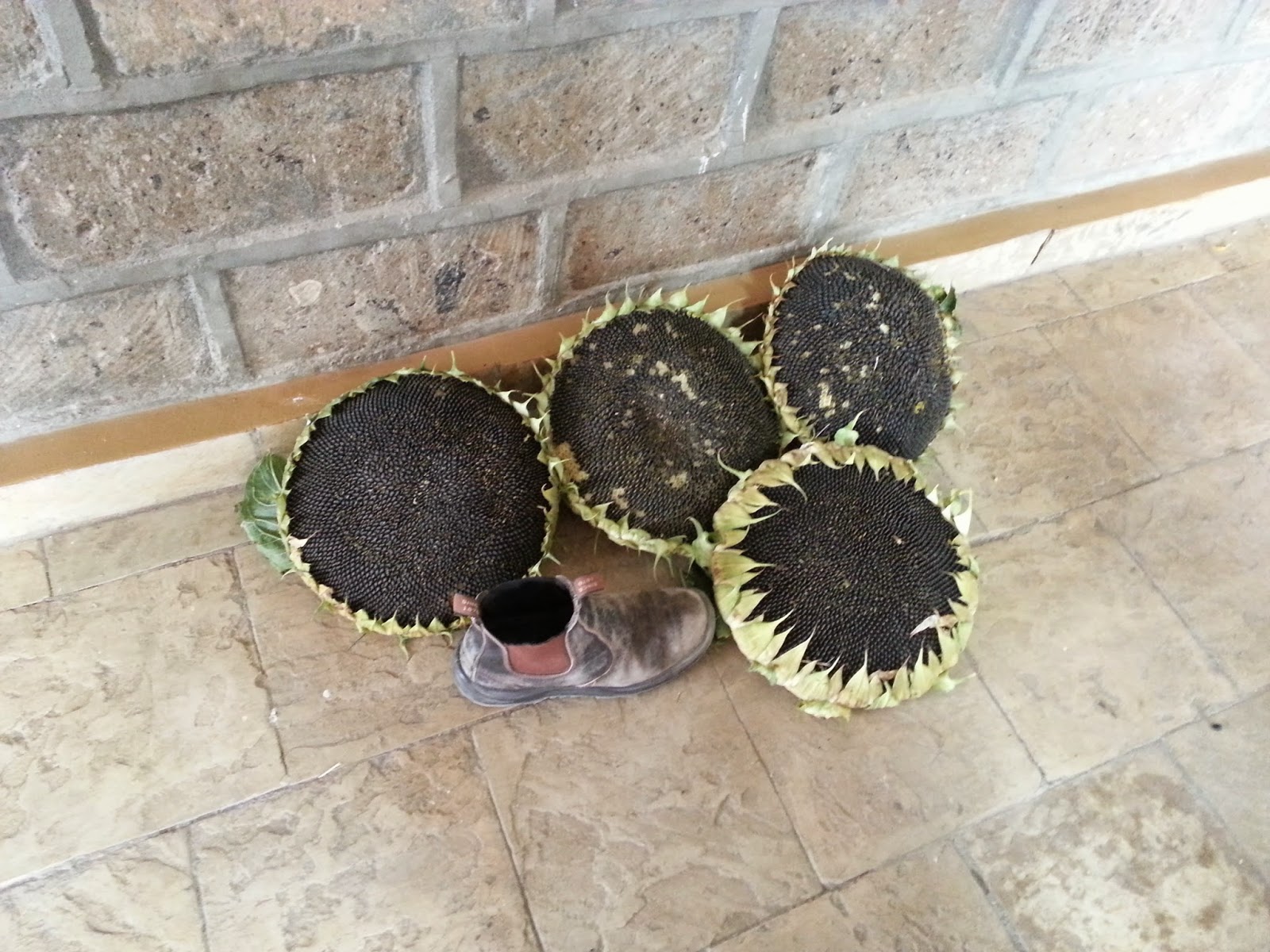 Bardens in Kenya Sunflowers Impress in Trials