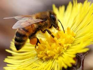 5 Manfaat Propolis, Getah Lebah yang Penuh Khasiat (Tidak Kalah dari Madu!)