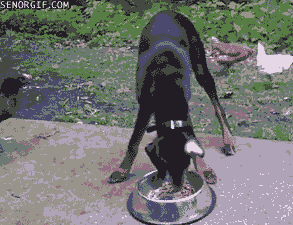 009-funny-animal-gifs-chicken-steals-dog