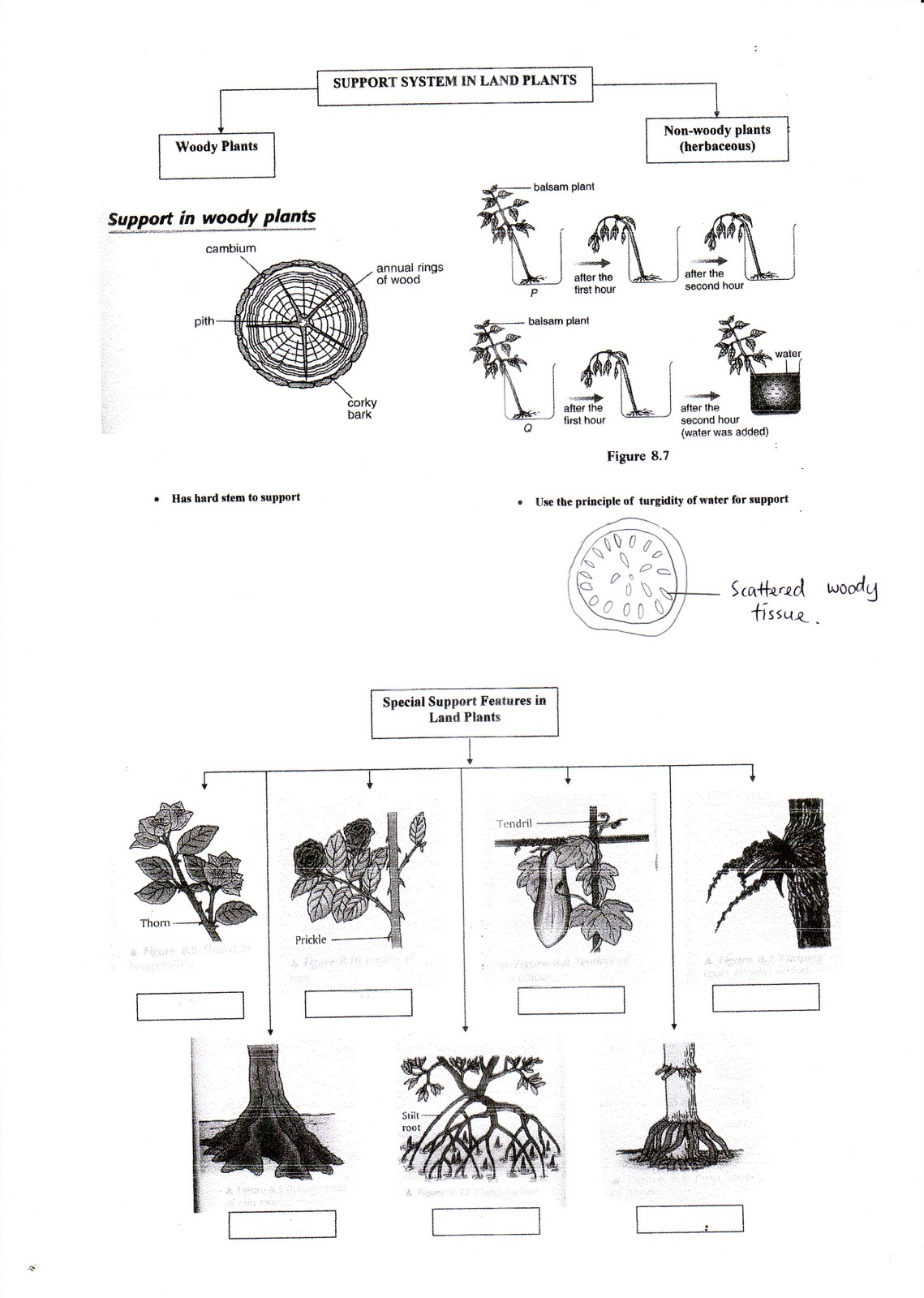 science blog 8.2 The support system of plants (exercise)