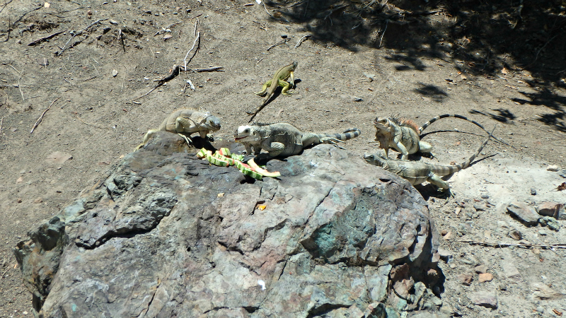 Iguanas eating leftover food on Petit Bateau in the Tobago Cays Marine Park in The Grenadines