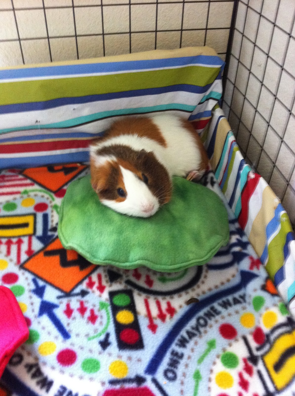 Between the Rabbit's Ears Guinea Pigs Piggy Pillows and Pads
