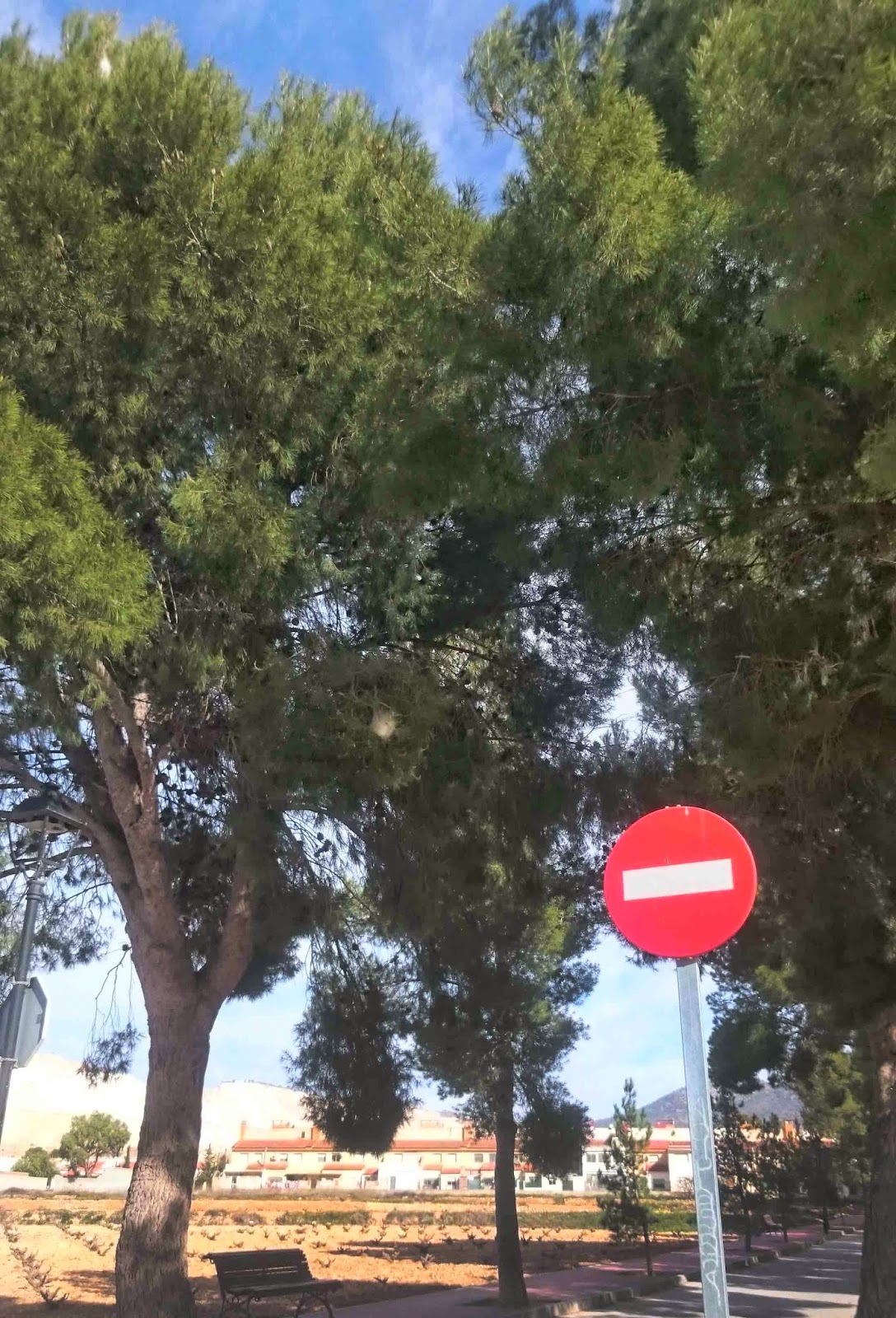 algueña alguenya algueña alguenya