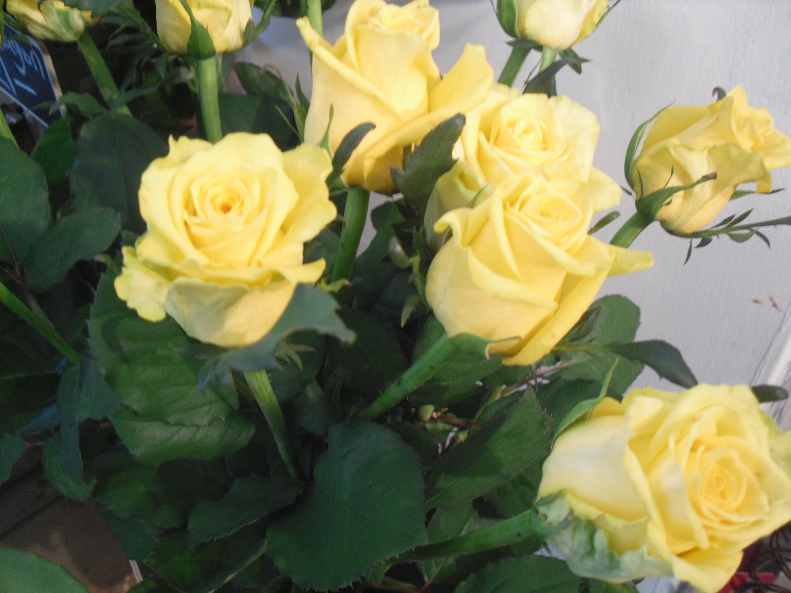 Flowers in Bloom Day 68 'Tara' Rose