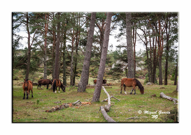 Grupo de caballos salvajes en una montaña de Galicia - España