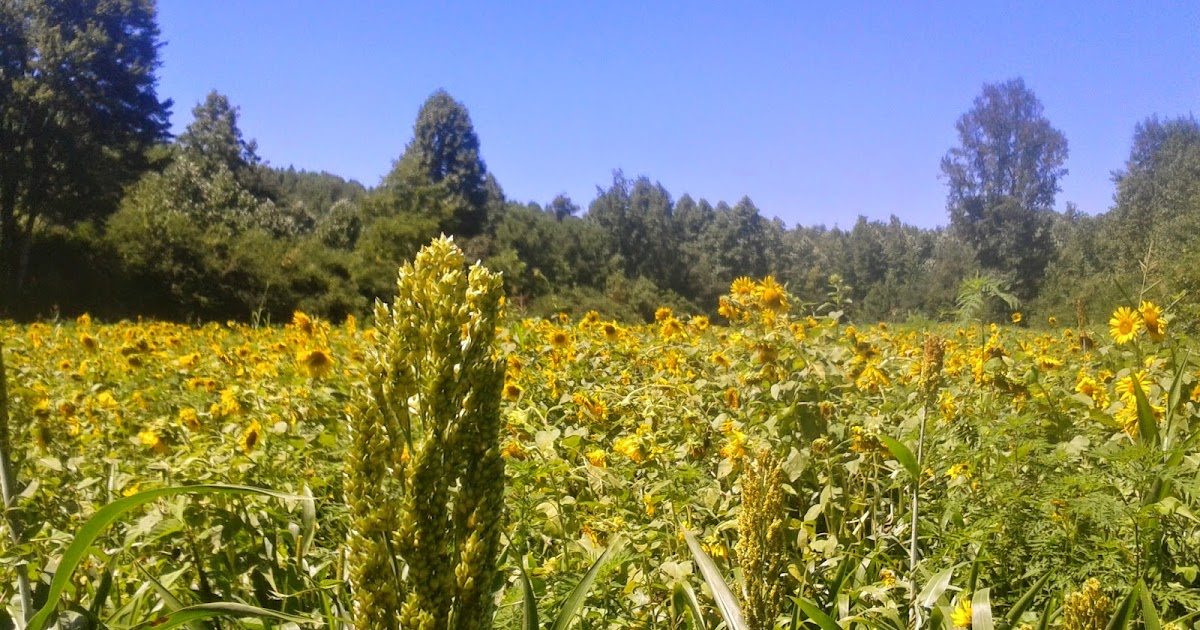 Dewberry Lands Grain